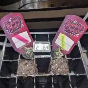 Zkittlez OG Auto - Barney's Farm