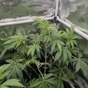 Black Cherry Gushers - G2