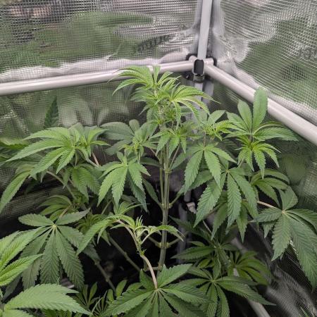 Black Cherry Gushers - G2