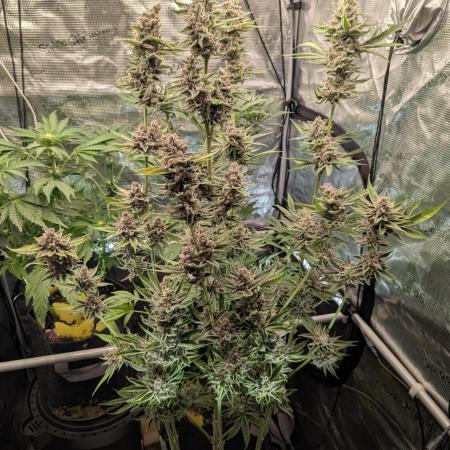 Blue Zushi - Dutch Passion