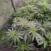 Black Lobster - Cipher Genetics