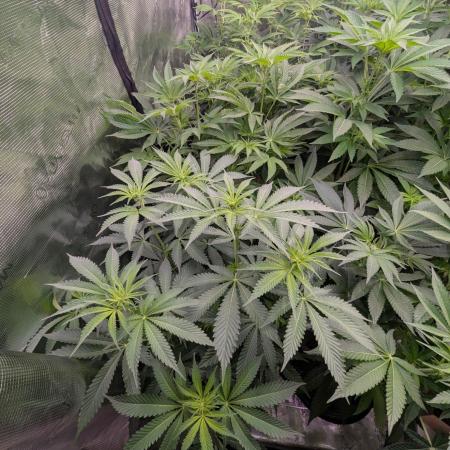 Black Lobster - Cipher Genetics