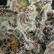 Monaco - Nine Weeks Harvest