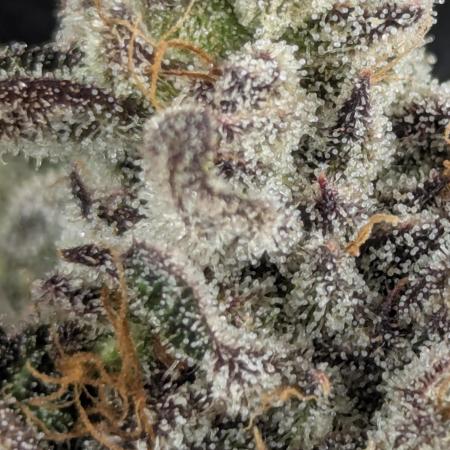 Monaco - Nine Weeks Harvest