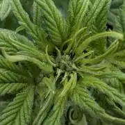 Papaya Zoap Auto - G2