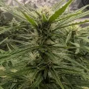 Papaya Zoap Auto - Sweet Seeds