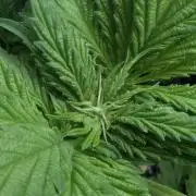 Zkittlez - Growers Choice