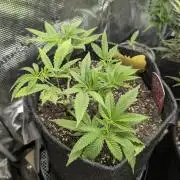 RS11 x Banana OG - Barney's Farm