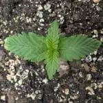 Papaya Zoap Auto - G2