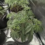 Big Z - Wizard Trees