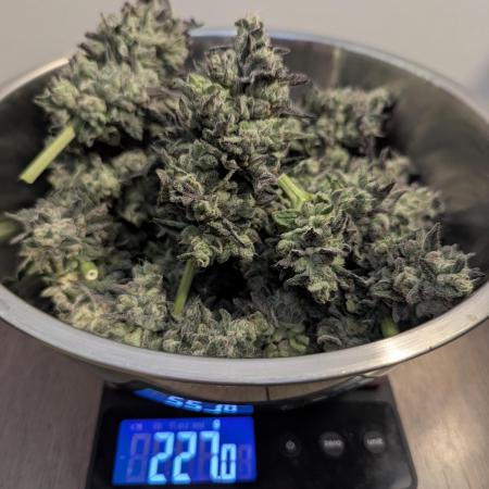 Zhampagne - Compound Genetics