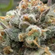 Holy Snow - Greenhouse Seed Co.