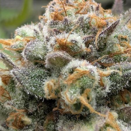 Holy Snow - Greenhouse Seed Co.