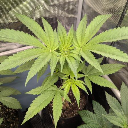 Bubblegum Gelato - Barney's Farm