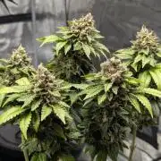 Privileged Baddie - Anesia Seeds
