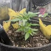 AlienZ Automatic - Greenhouse Seed Co.