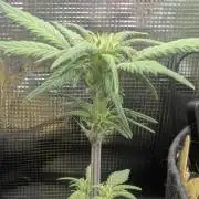 Strawberry Gorilla Auto - FastBuds