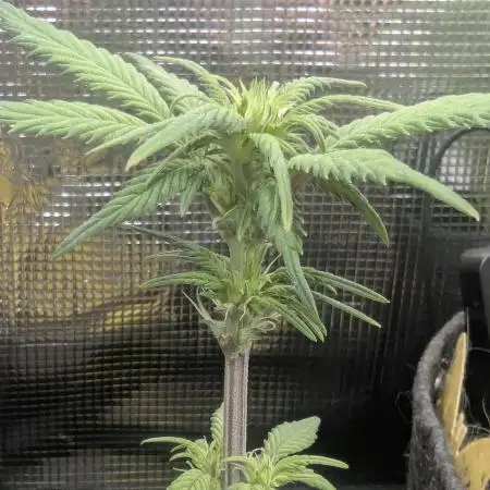 Strawberry Gorilla Auto - FastBuds