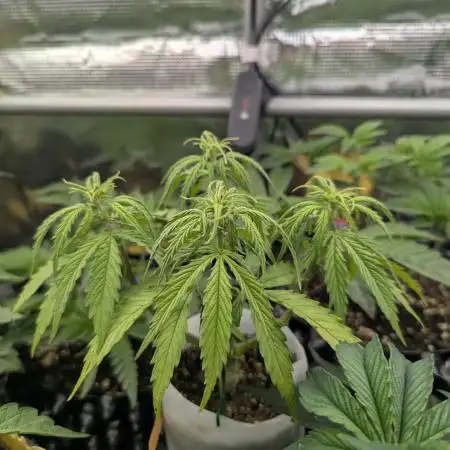 TB SkittleZ Auto - Bulldog Seeds