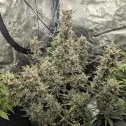 Runtz Auto - Zamnesia