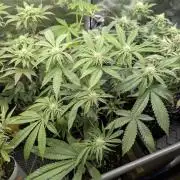 Gary Patron - Nine Weeks Harvest