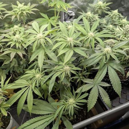 Gary Patron - Nine Weeks Harvest