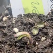 AlienZ Automatic - Greenhouse Seed Co.