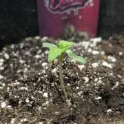 Zkittlez - Growers Choice