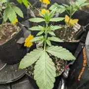 Wild Burst - Seed Junky