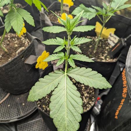 Wild Burst - Seed Junky