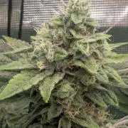 Black Cherry Gushers - Barney's Farm