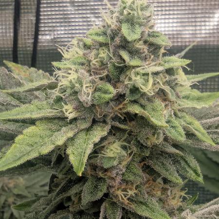 Black Cherry Gushers - Barney's Farm