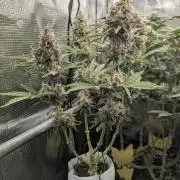 TB SkittleZ Auto - Bulldog Seeds