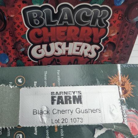 Black Cherry Gushers - G2