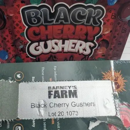 Black Cherry Gushers - G2