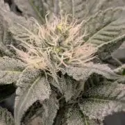 Bubblegum Gelato - Barney's Farm