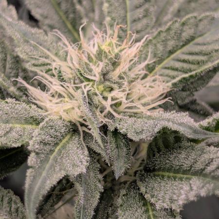 Bubblegum Gelato - Barney's Farm