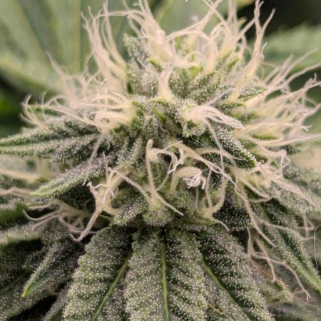 Big Z - Wizard Trees