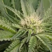 Black Lobster - Cipher Genetics