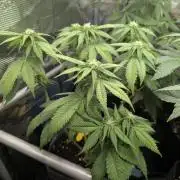 Girl Scout Cookies - Kannabia