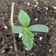 British Delight - Wizard Trees