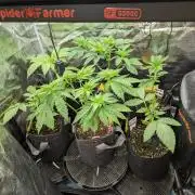 Girl Scout Cookies - Kannabia