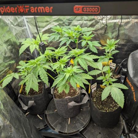 Girl Scout Cookies - Kannabia