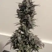 Strawberry Gorilla Auto - FastBuds