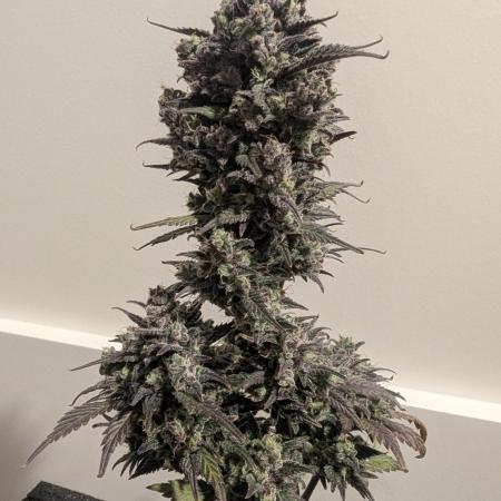 Strawberry Gorilla Auto - FastBuds