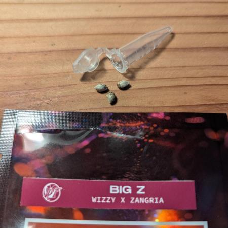 Big Z - Wizard Trees
