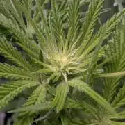 RS11 x Banana OG - Barney's Farm