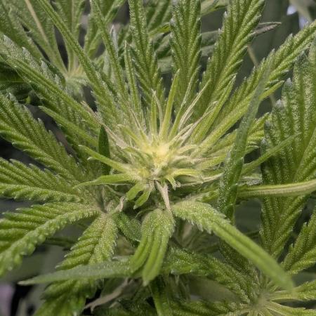 RS11 x Banana OG - Barney's Farm