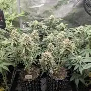 Micro Grow Q126