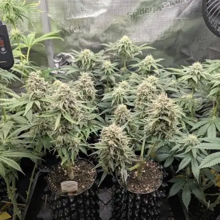 Micro Grow Q126